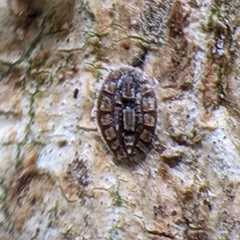 Eulecanium cerasorum