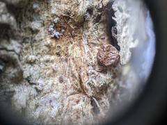 Eulecanium cerasorum