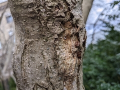 Eulecanium cerasorum