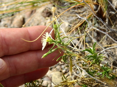Gutierrezia solbrigii