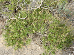 Gutierrezia solbrigii