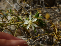 Gutierrezia solbrigii