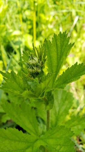 Geum macrophyllum iNat (1)