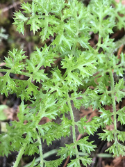 Thapsia foetida