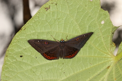 Eurybia molochina