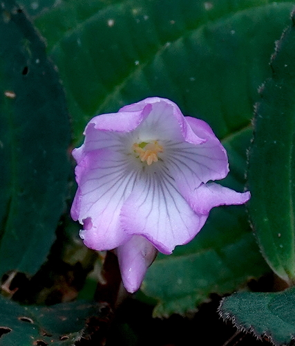 Photo of Monolena primuliflora Hook.fil.