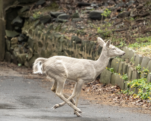 White-tailed Deer photographed in Maryland