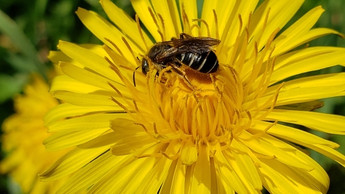Orange-legged Furrow Bee photo 5