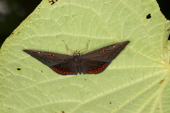 Eurybia molochina