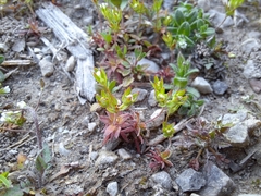 Androsace occidentalis