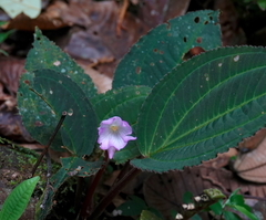 Monolena primuliflora