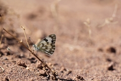 Pontia glauconome