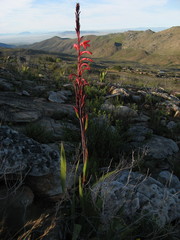 Watsonia vanderspuyae
