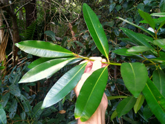 Calophyllum australianum