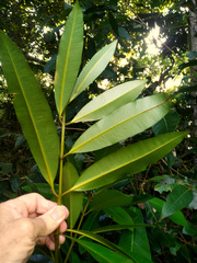 Calophyllum australianum