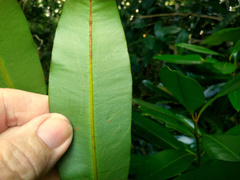 Calophyllum australianum