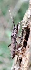 Lisarda rhypara