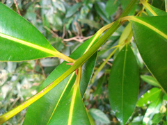Calophyllum australianum