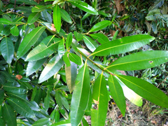 Calophyllum australianum
