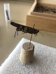 Trimerotropis fontana