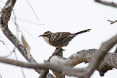 Pomatostomus ruficeps