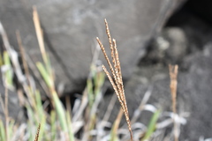 Paspalum forsterianum