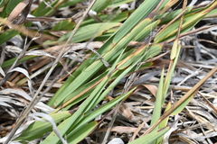 Paspalum forsterianum