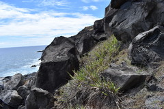 Paspalum forsterianum