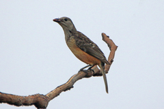 Chlamydera cerviniventris