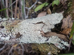 Pannaria allorhiza