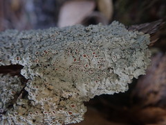 Pannaria allorhiza
