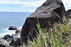 Paspalum forsterianum