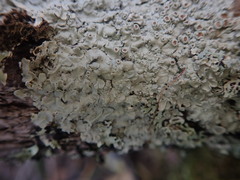 Pannaria allorhiza