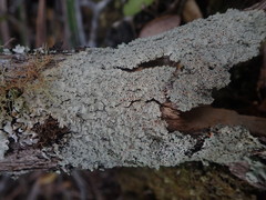 Pannaria allorhiza