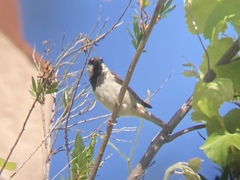 Passer domesticus