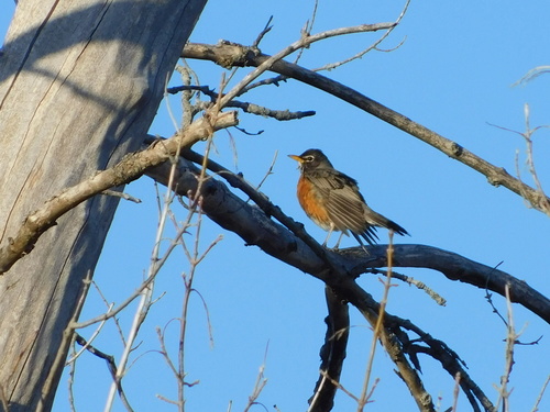 Turdidae image