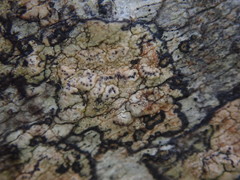 Chiodecton colensoi