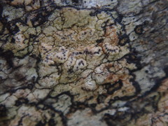 Chiodecton colensoi