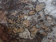 Chiodecton colensoi