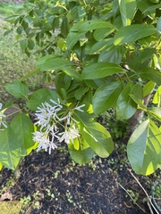 Chionanthus retusus