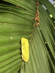 Agalychnis callidryas