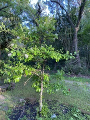 Chionanthus retusus