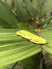 Agalychnis callidryas