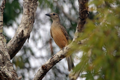 Chlamydera cerviniventris