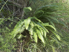 Polystichum imbricans