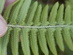 Polystichum imbricans