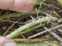 Polystichum imbricans