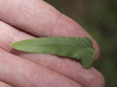 Polystichum imbricans