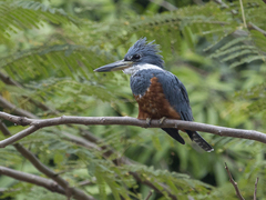 Megaceryle torquata