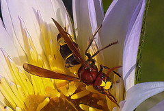 Vespa orientalis